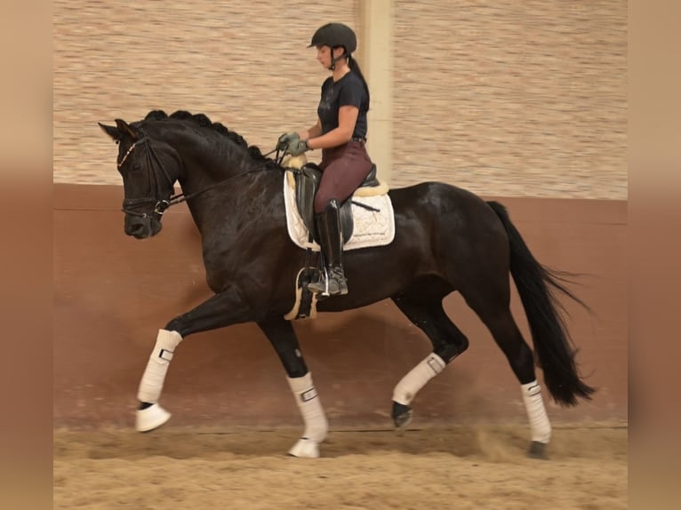 Oldenburgo Yegua 4 años 170 cm Negro in Wehringen