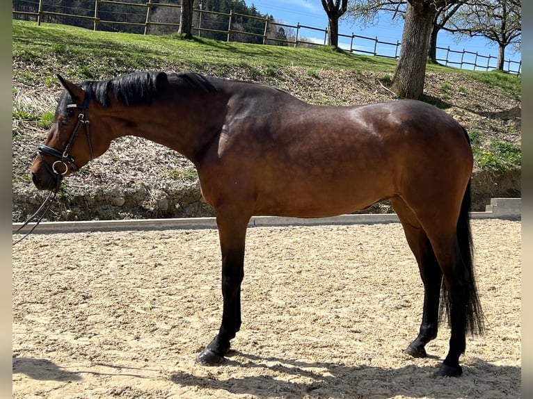 Oldenburgo Yegua 4 años 171 cm Castaño oscuro in Heiligenberg