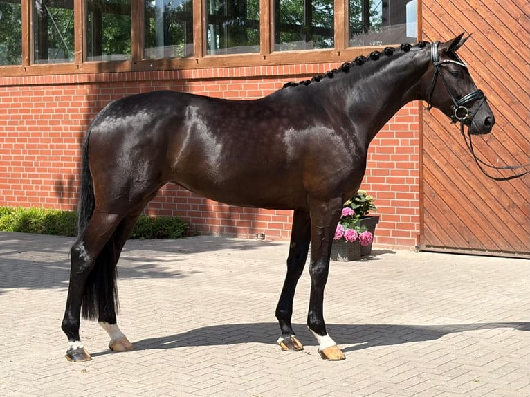 Oldenburgo Yegua 4 años 171 cm Negro in Barver
