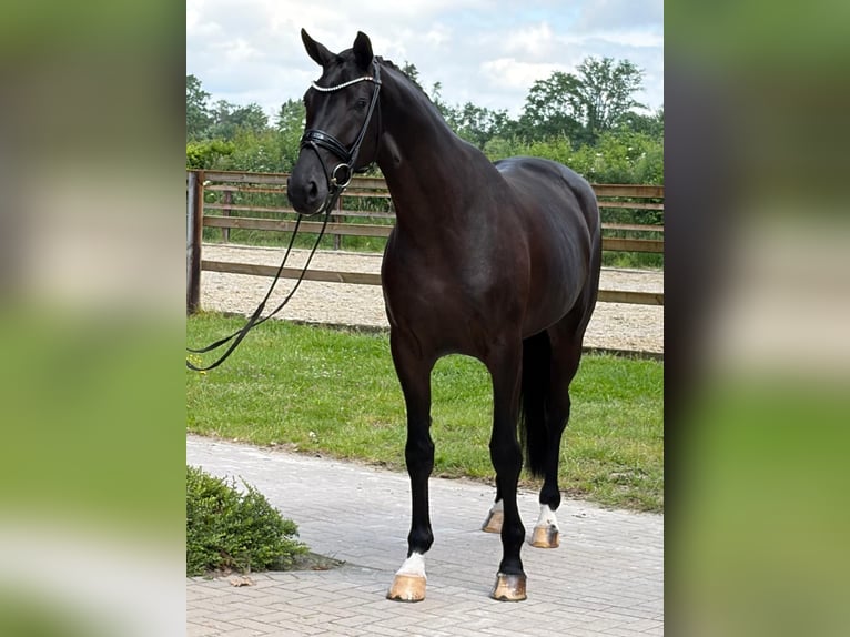 Oldenburgo Yegua 4 años 171 cm Negro in Barver