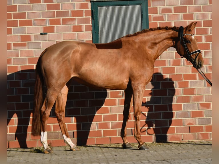 Oldenburgo Yegua 4 años 172 cm Alazán in Fürstenau