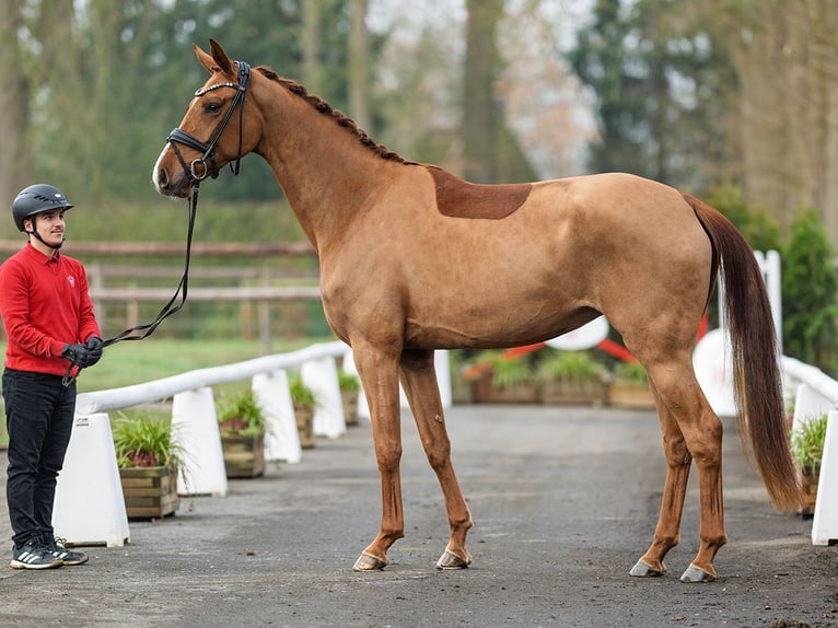 Oldenburgo Yegua 4 años 172 cm Alazán-tostado in Münster-Handorf