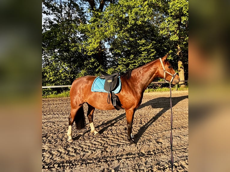 Oldenburgo Yegua 4 años 172 cm Castaño in Saterland