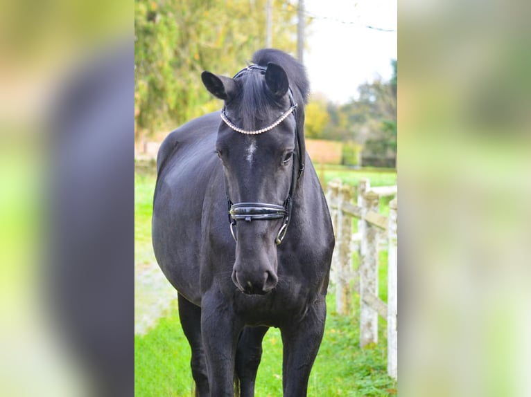 Oldenburgo Yegua 4 años 172 cm Negro in Marigny le Lozon