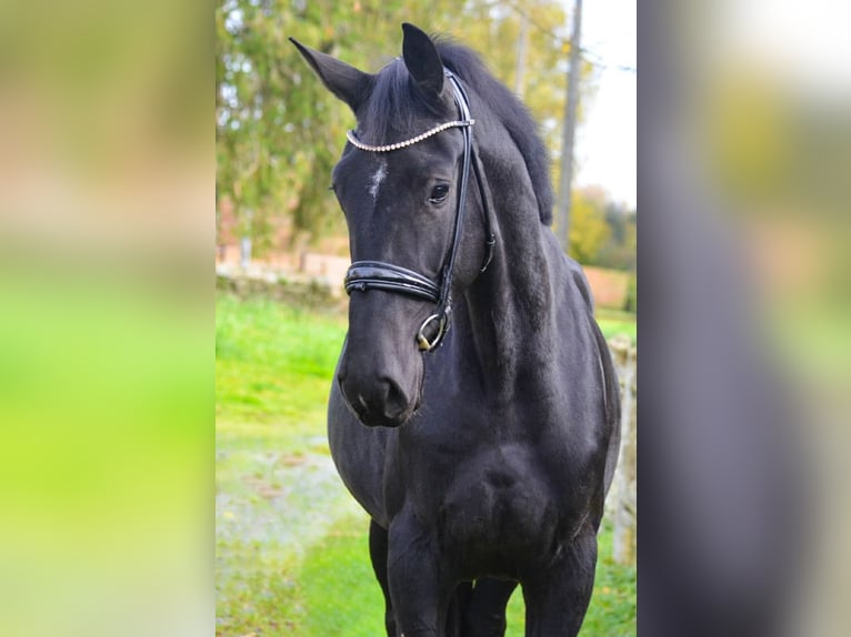 Oldenburgo Yegua 4 años 172 cm Negro in Marigny le Lozon