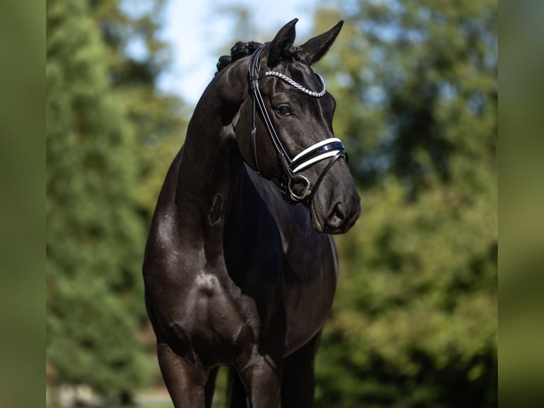 Oldenburgo Yegua 4 años 172 cm Negro in Lippetal