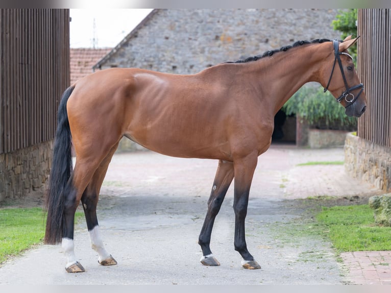 Oldenburgo Yegua 4 años 173 cm Castaño in Bramsche