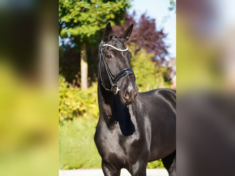Oldenburgo Yegua 4 años 173 cm Negro in Hohenfelde