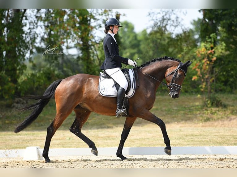 Oldenburgo Yegua 4 años 174 cm Castaño in Hofheim am Taunus