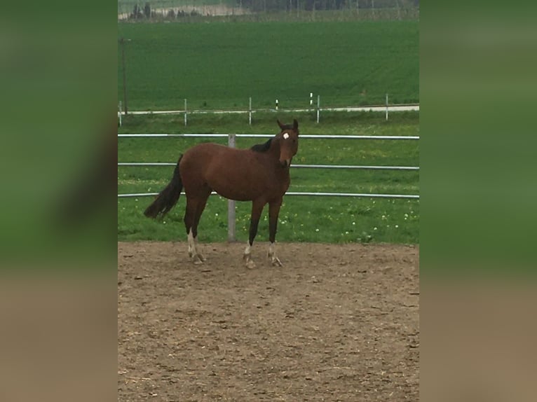 Oldenburgo Yegua 5 años 160 cm Castaño in K&#xF6;nigheim