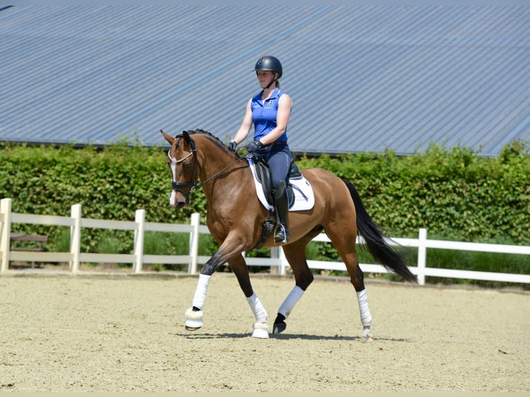 Oldenburgo Yegua 5 años 160 cm Castaño in Vechta
