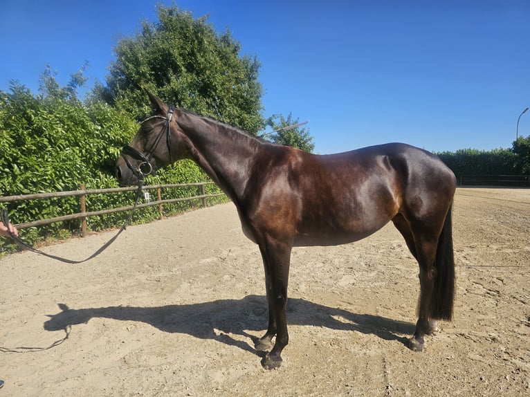 Oldenburgo Yegua 5 años 160 cm Castaño oscuro in Erkelenz