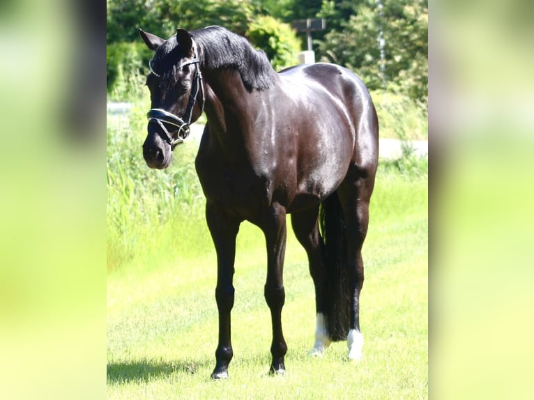 Oldenburgo Yegua 5 años 160 cm Negro in Berne
