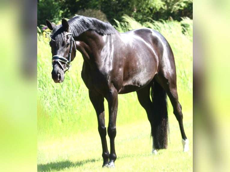 Oldenburgo Yegua 5 años 160 cm Negro in Berne