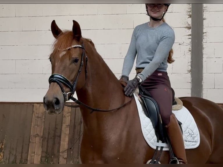 Oldenburgo Yegua 5 años 162 cm Alazán-tostado in Lohne (Oldenburg)