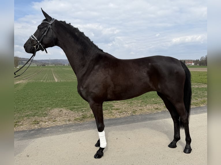 Oldenburgo Yegua 5 años 162 cm Negro in Riedlingen