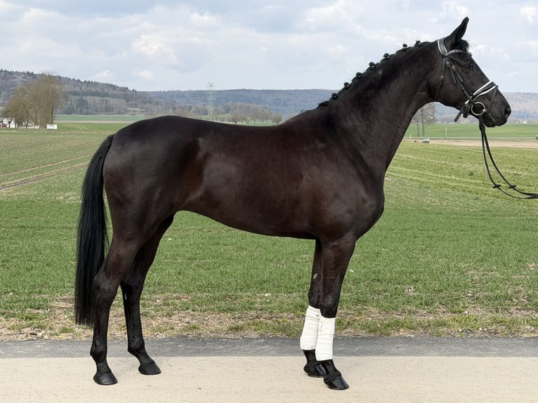 Oldenburgo Yegua 5 años 162 cm Negro in Riedlingen