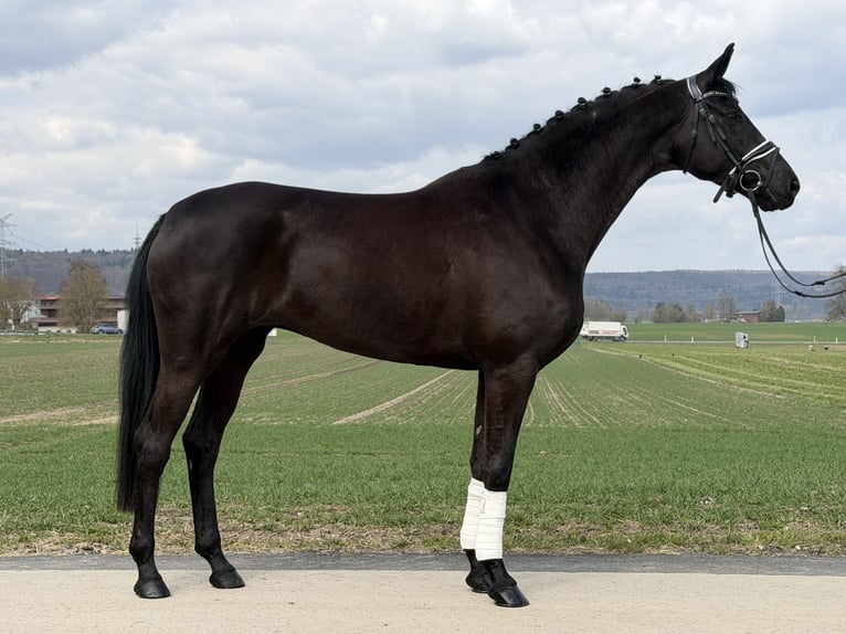 Oldenburgo Yegua 5 años 162 cm Negro in Riedlingen