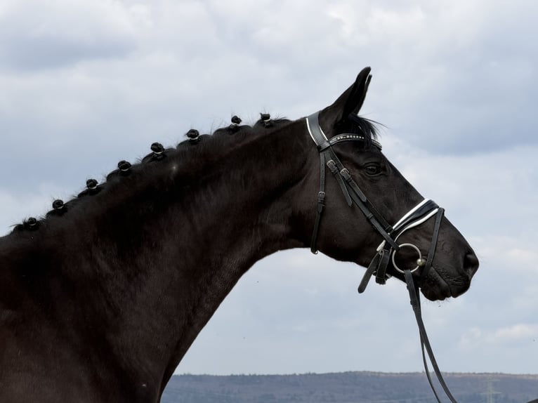 Oldenburgo Yegua 5 años 162 cm Negro in Riedlingen