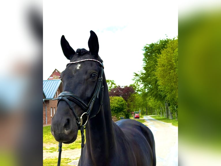 Oldenburgo Yegua 5 años 162 cm Negro in Nordhorn