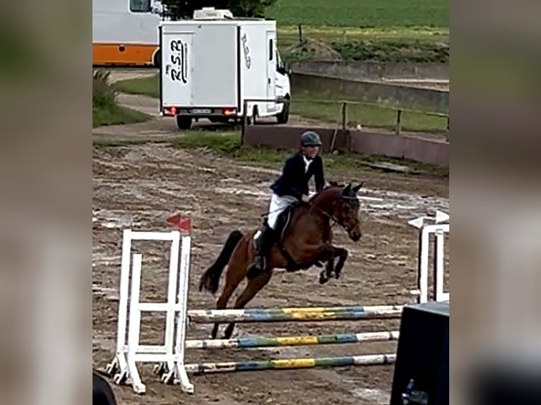 Oldenburgo Yegua 5 años 163 cm Castaño in Harsum
