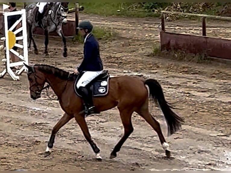 Oldenburgo Yegua 5 años 163 cm Castaño in Harsum