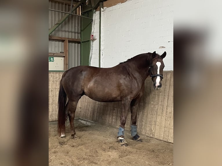 Oldenburgo Yegua 5 años 164 cm in Winsen (Luhe)