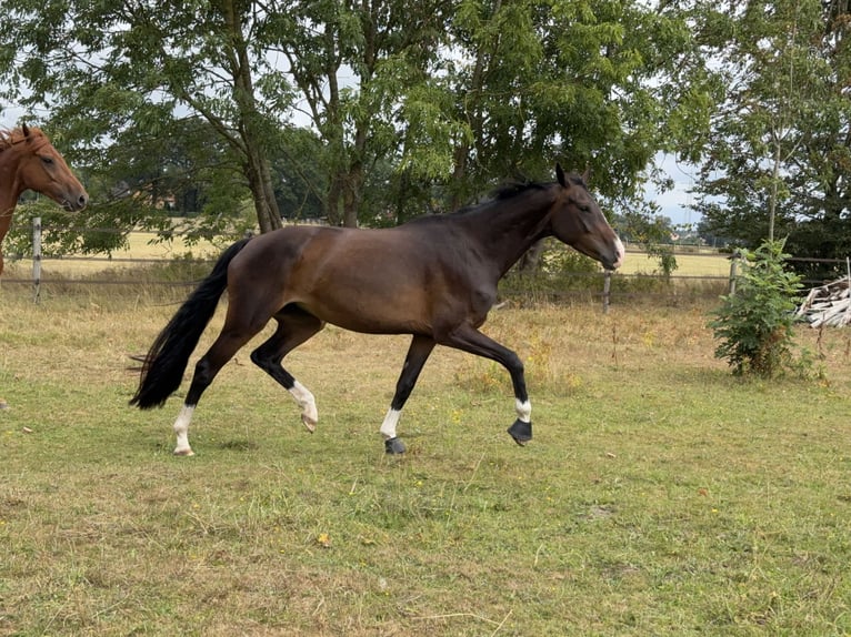 Oldenburgo Yegua 5 años 164 cm Castaño oscuro in Uetze