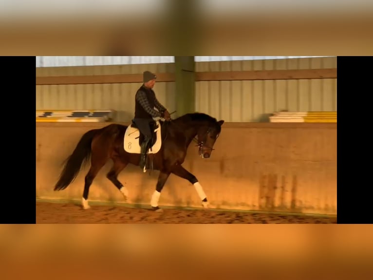 Oldenburgo Yegua 5 años 164 cm Castaño oscuro in Schwartow