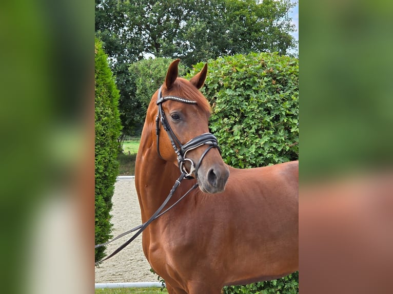 Oldenburgo Yegua 5 años 165 cm Alazán in Loxstedt