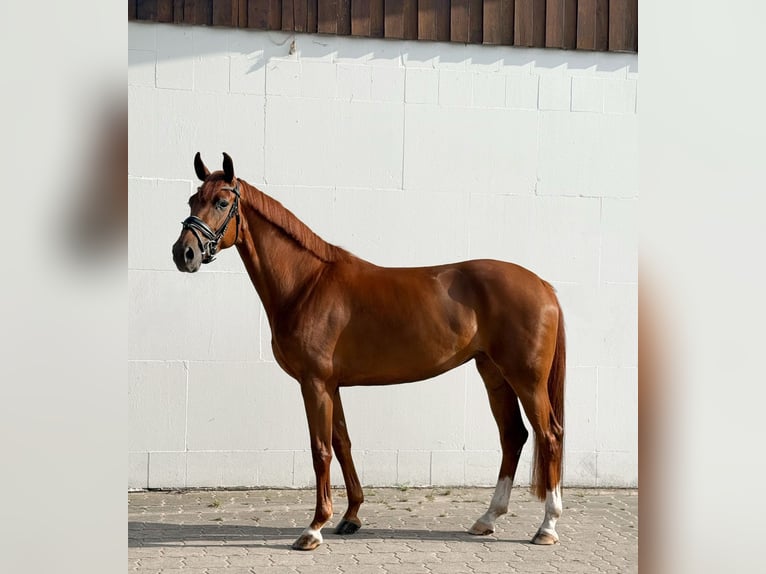 Oldenburgo Yegua 5 años 165 cm Alazán in Loxstedt