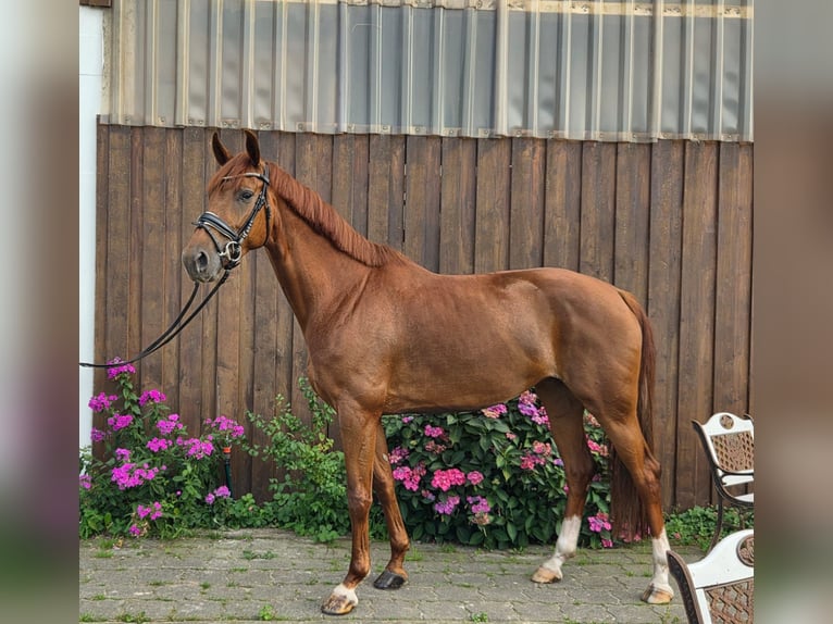 Oldenburgo Yegua 5 años 165 cm Alazán in Loxstedt