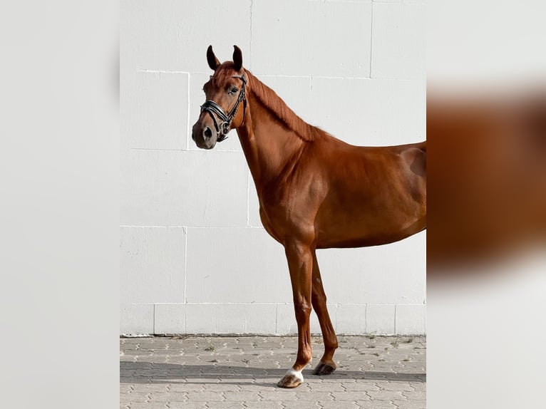 Oldenburgo Yegua 5 años 165 cm Alazán in Loxstedt