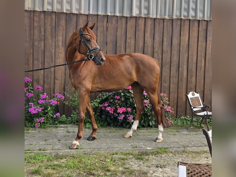 Oldenburgo Yegua 5 años 165 cm Alazán in Loxstedt