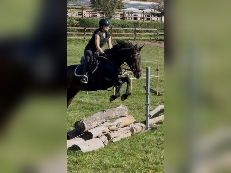Oldenburgo Yegua 5 años 165 cm Castaño in Schenklengsfeld