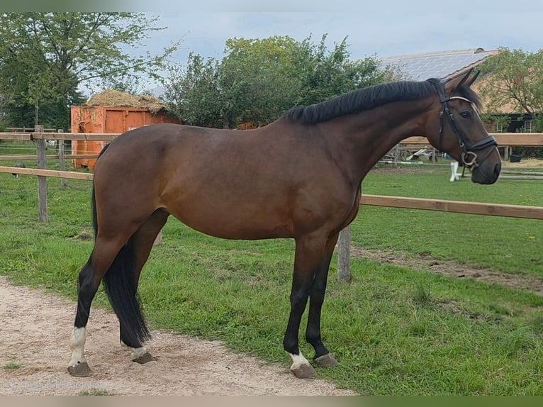 Oldenburgo Yegua 5 años 165 cm Castaño in Langwedel