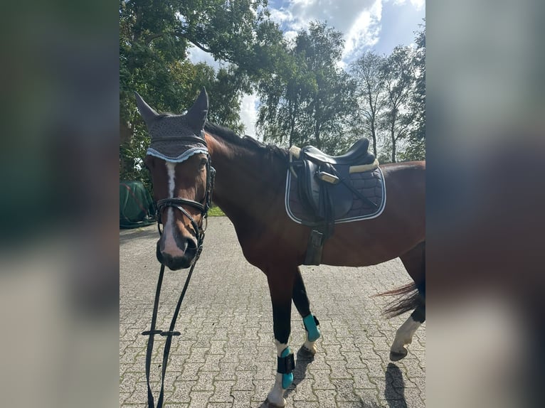 Oldenburgo Yegua 5 años 165 cm Castaño in Berumbur