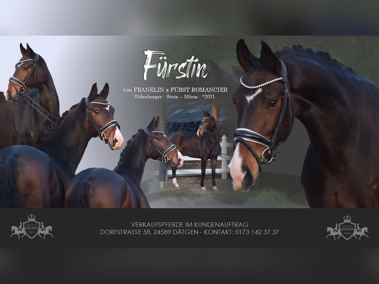 Oldenburgo Yegua 5 años 165 cm Castaño oscuro in Dätgen