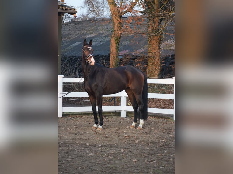 Oldenburgo Yegua 5 años 165 cm Castaño oscuro in Dätgen