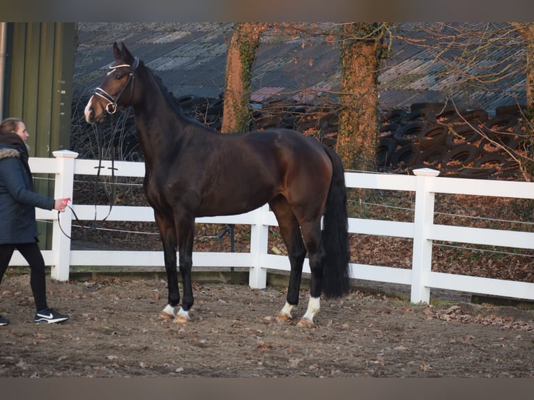 Oldenburgo Yegua 5 años 165 cm Castaño oscuro in Dätgen