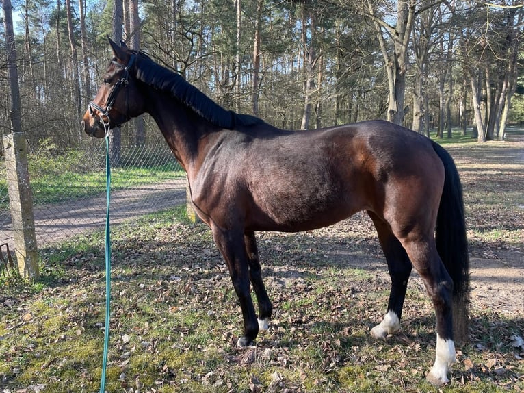 Oldenburgo Yegua 5 años 165 cm Castaño oscuro in Dodow
