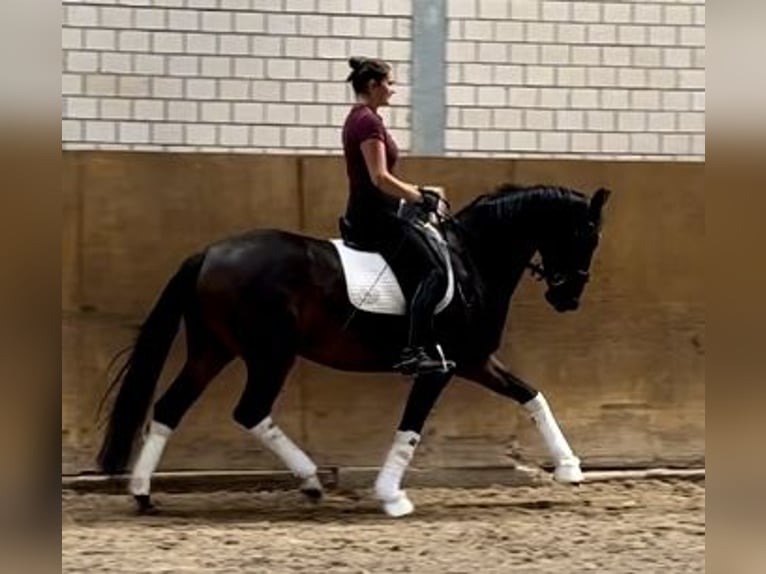 Oldenburgo Yegua 5 años 165 cm Castaño oscuro in Großbeeren