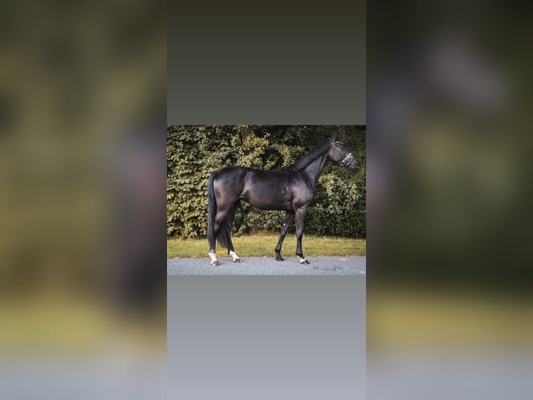 Oldenburgo Yegua 5 años 165 cm Negro in Dorsten