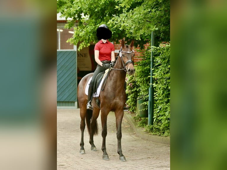 Oldenburgo Yegua 5 años 166 cm Castaño oscuro in Dingelstädt