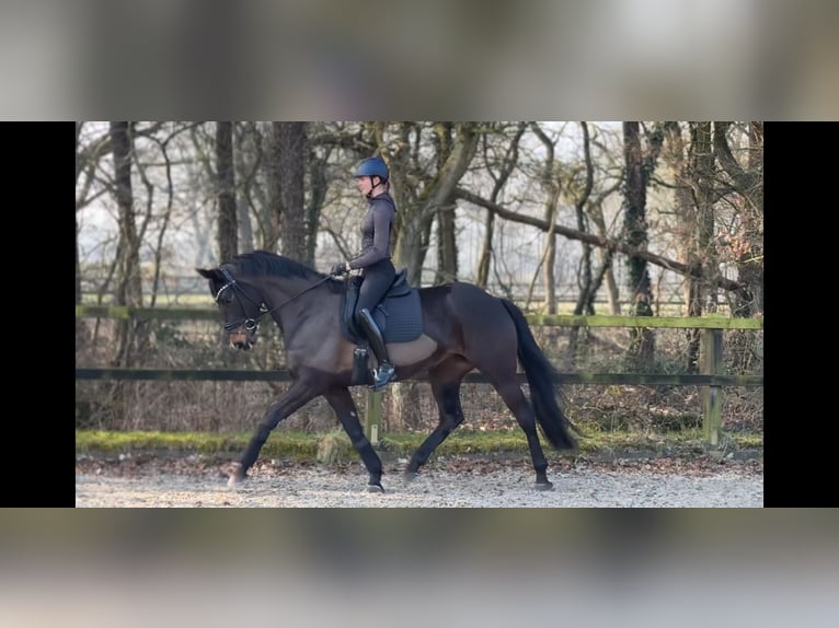 Oldenburgo Yegua 5 años 166 cm Castaño oscuro in Wardenburg
