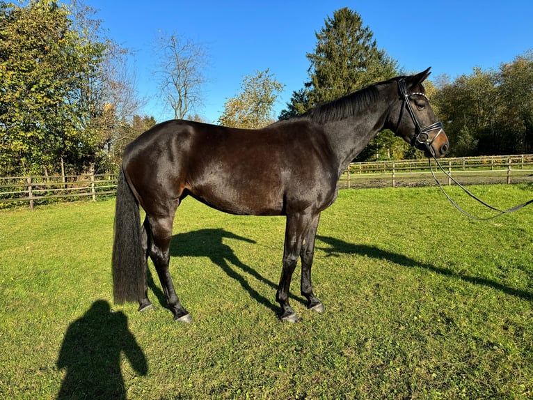 Oldenburgo Yegua 5 años 166 cm Castaño oscuro in Wardenburg