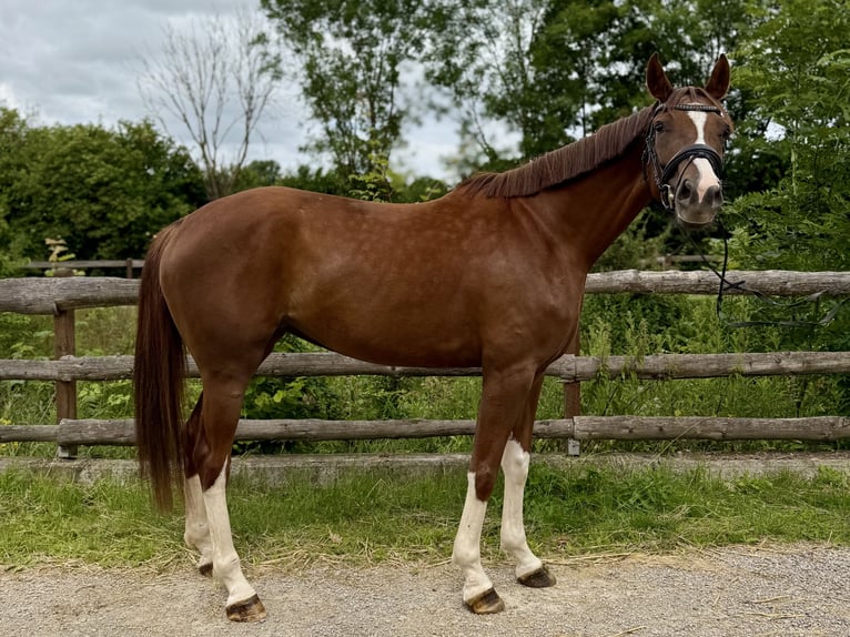 Oldenburgo Yegua 5 años 167 cm Alazán in Grevenbroich