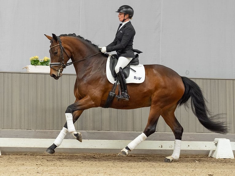 Oldenburgo Yegua 5 años 167 cm Castaño in Münster-Handorf