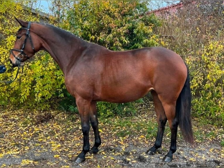 Oldenburgo Yegua 5 años 167 cm Castaño oscuro in Sassen-Trantow