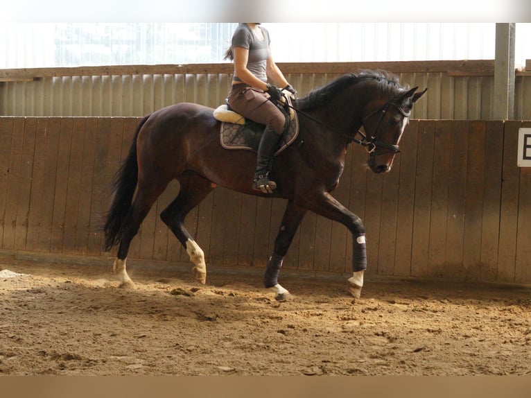 Oldenburgo Yegua 5 años 167 cm Castaño oscuro in Lasbek
